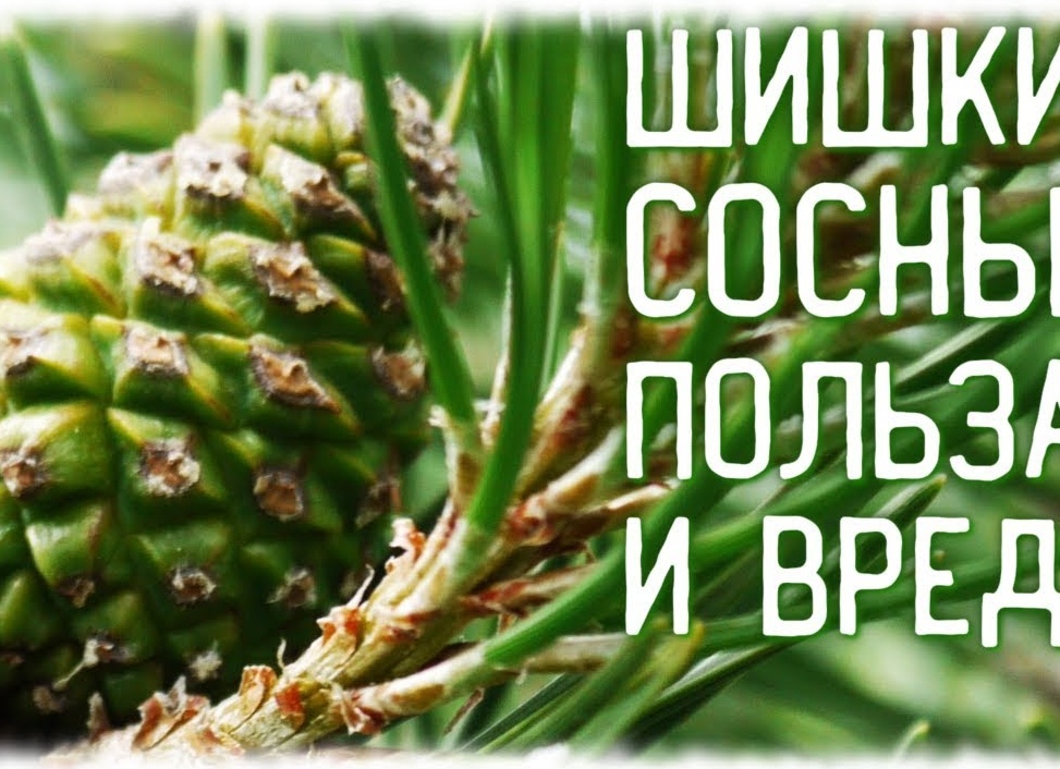 Сосновые шишки 